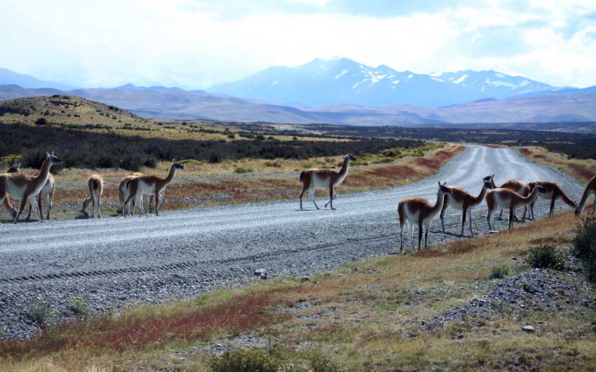 22 februari 2010; Chili, guanacos op de weg vlak voor aankomst in Nationaal Park "Torres del Paine"